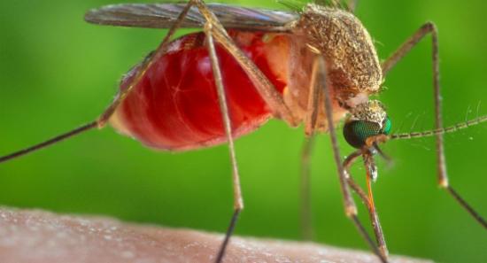Authorities Warn of Possible Spread of Filariasis
